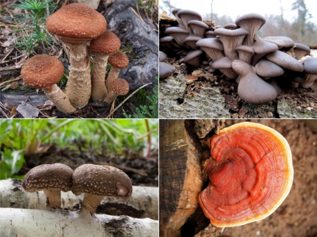 FAST ROT środek do usuwania pni i korzeni 500ml