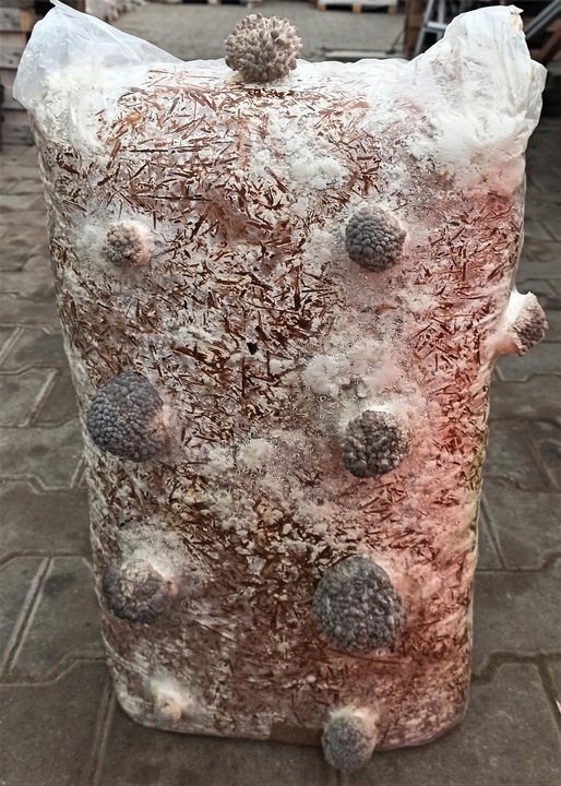 GRZYBNIA BOCZNIAKA DUŻY BALOT kostka około 15kg