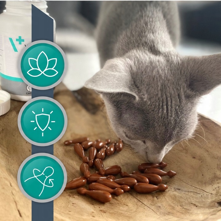 VET EXPERT KALMVET ADVANCED - preparat na objawy stresu dla psów i kotów