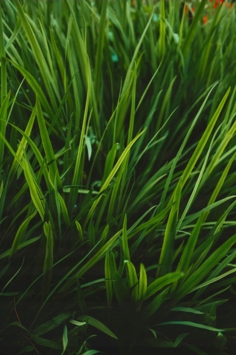 Nawów NA LATO do TRAWY BARENBRUG UNIVERSAL 5 KG