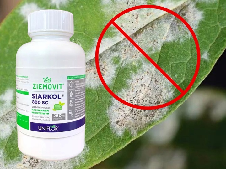 SIARKOL 800 SC SIARKA ŚRODEK GRZYBOBÓJCZY NA MĄCZNIAKA PRAWDZIWEGO 250ML