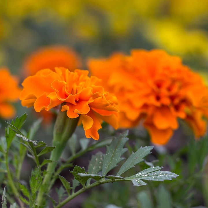 ZDROWY WZROK - DUŻA DAWKA LUTEINA 40mg ZEAKSANTYNA 8mg RYBOFLAWINA 100 TAB.