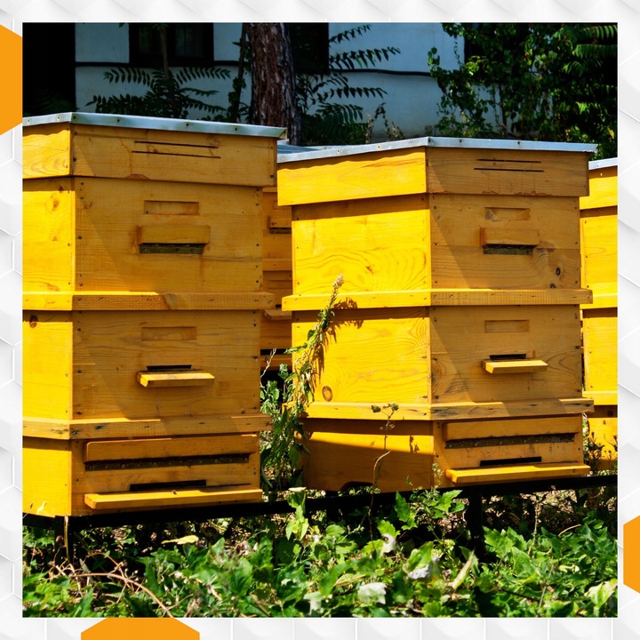 Nozevit PLUS mieszanka paszowa dla pszczół do ula pasieki Apivita 200 ml