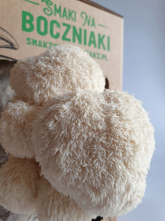 Zestaw do uprawy grzybów SNB soplówka jeżowata