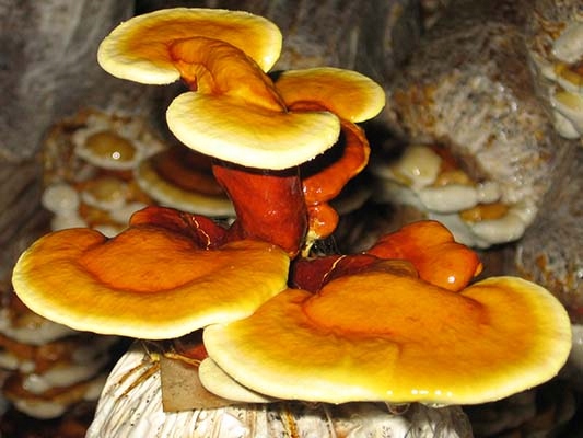 Reishi Ganoderma Lucidum 50g - ZDROWIE ODPORNOŚĆ