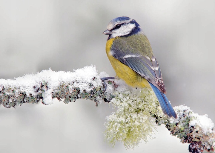 FAJNY karmnik dla ptaków domek karmnik dekoracja ogrodu 27/30/28 budka