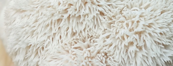 Soplówka Jeżowata MUSHROOMS GROW KIT grzybnia