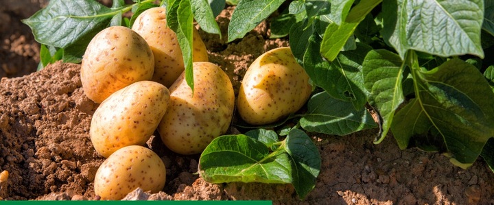 ROSAHUMUS 1kg nawóz organiczny kwasy humusowe POTAS POPRAWIA JAKOŚĆ GLEBY