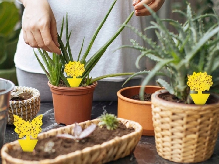 NEEMAZAL TS Owadobójczy 3ml + Żółte lepy 12szt. na Ziemiórki Mszyce