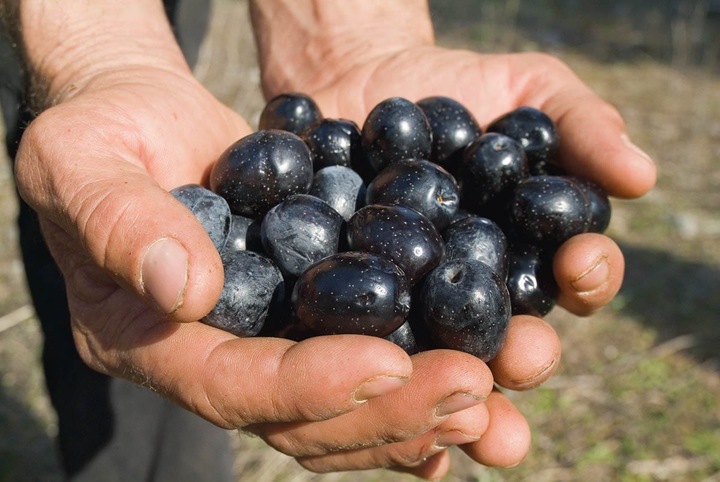 OLIWA Z OLIWEK EXTRA VIRGIN GRECKA KALAMATA P.D.O. 5l PUSZKA