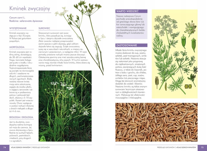 ATLAS DZIKICH KWIATÓW 90 roślin Mederska TWARDA