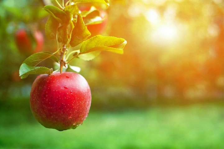 Ocet Jabłkowy NIEFILTROWANY z Matką Octu Niepasteryzowany / Dary Ogrodu 5L