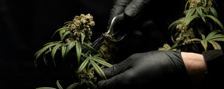 OLEJEK KONOPNY CBD 10% | FULL SPECTRUM | DLA ZWIERZĄT| ŁOSOŚ | DLA PSA KOTA