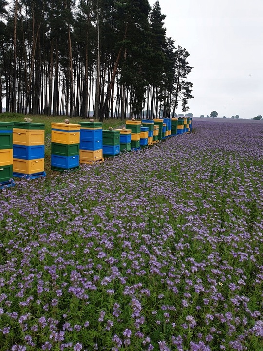Miód Faceliowy 1100g naturalny świeży dla dzieci