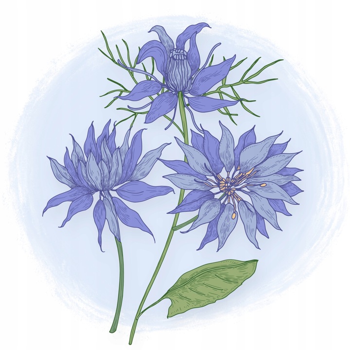 ŚWIEŻY z certyfikatem olej z czarnuszki od Zdrowa Linia