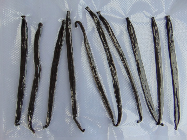 WANILIA LASKI 10 SZT 10-14 cm Laska Wanilii JAKOŚĆ 1 ŚWIEŻE, WILGOTNE LASKI