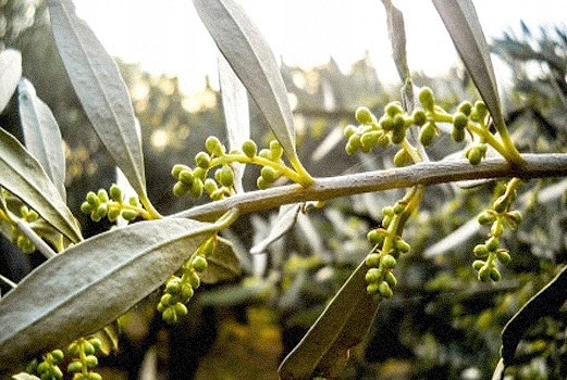 Grecka oliwa z oliwek - Premium ex. virgin SITIA 0,2% 1L. data aż do 06/27