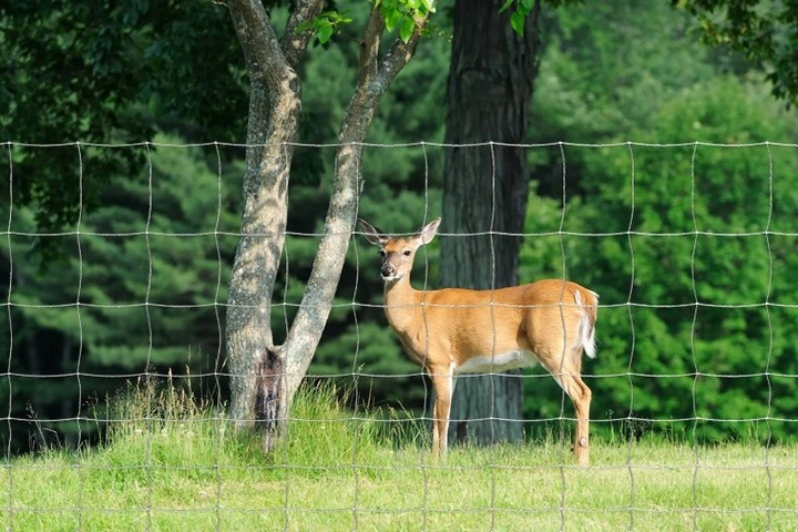 SIATKA LEŚNA ogrodzeniowa 100cm 8/15 L - ROLKA 50m - GRUBY DRUT OCYNKOWANA