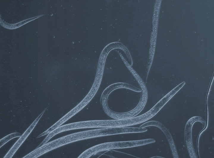 Nemycel 50mln nicienie, zwalcza ziemiórki do 50m2