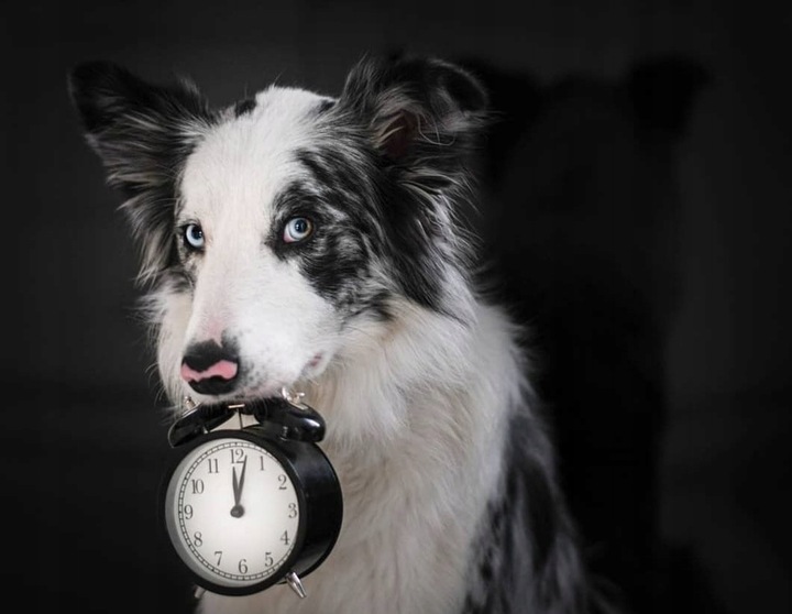 CBD 5% + CBG 1% OLEJEK KONOPNY DLA PSA PSÓW KOTA KOTÓW 30ml FULL SPECTRUM