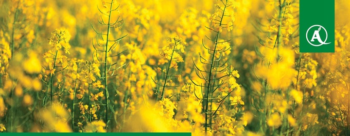 FUSILADE FORTE 150EC 1L CHWASTNICA PERZ MIOTŁA ŚRODEK CHWASTOBÓJCZY CHWASTY