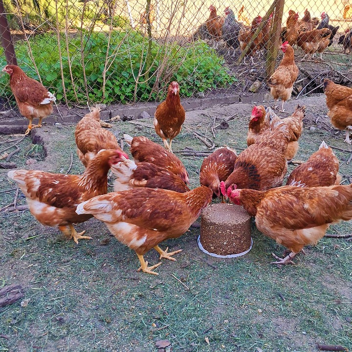 Dziobak dla kur PECKIT 4kg witaminy dla kur niosek na kanibalizm z muszlami