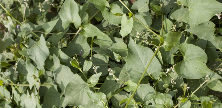 ROUNDUP RANDAP NA CHWASTY chwastobójczy glifosat koncentrat 2x1L BAYER