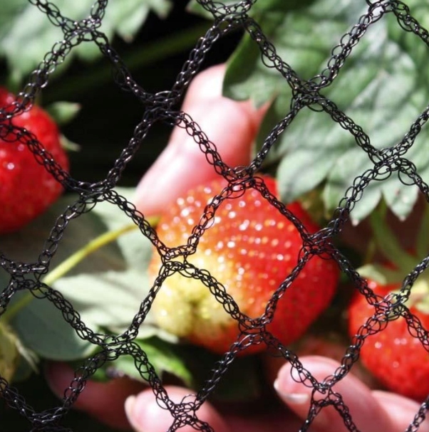 MOCNA SIATKA przeciw PTAKOM na BALKON na Drzewka Wolierę 7,5 x 7,5 m