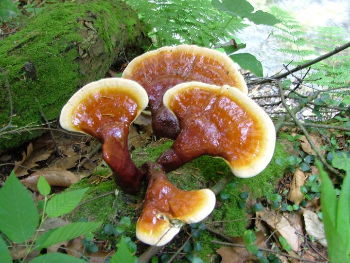Grzyb REISHI susz 100g