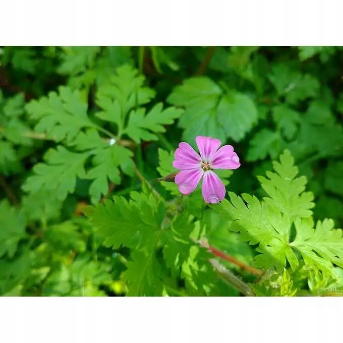 Roundup 360 SL Plus 5l glifosat, herbicyd, perz