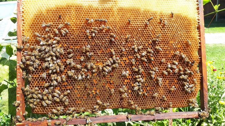 MIÓD SPADZIOWY 1250 g MIÓD Z ROZTOCZA 1,25 kg