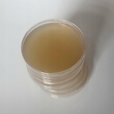 Cordyceps militaris - grzybnia w płynie 10ml