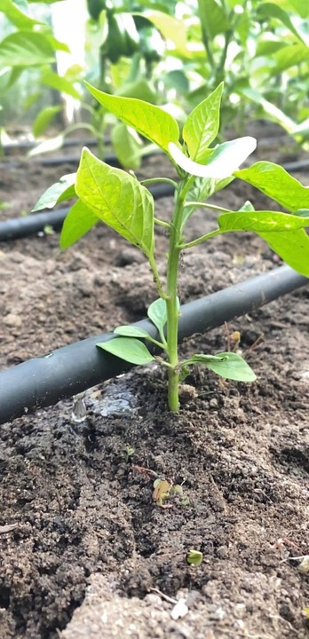 LINIA KROPLUJĄCA NAWADNIANIE KROPELKOWE 50m + 56 elementów Wąż pocący