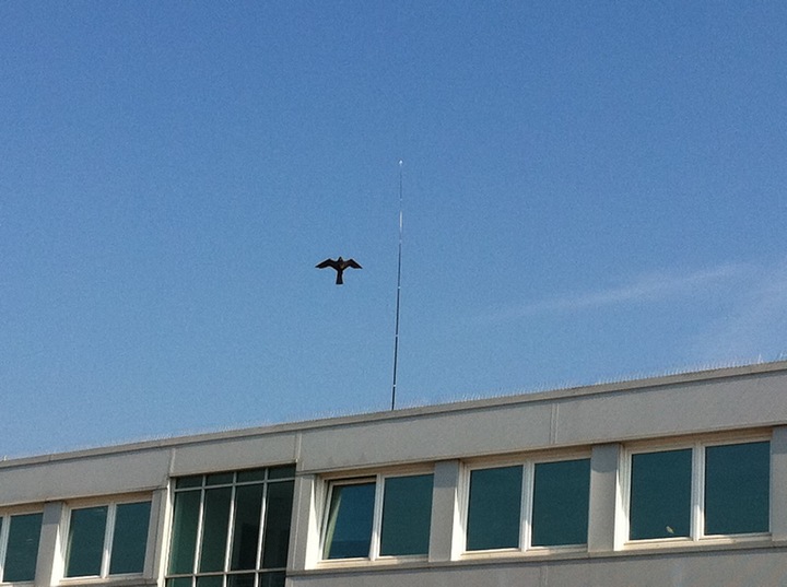 Odstraszacz Ptaków Duży Latawiec Jastrząb CH2