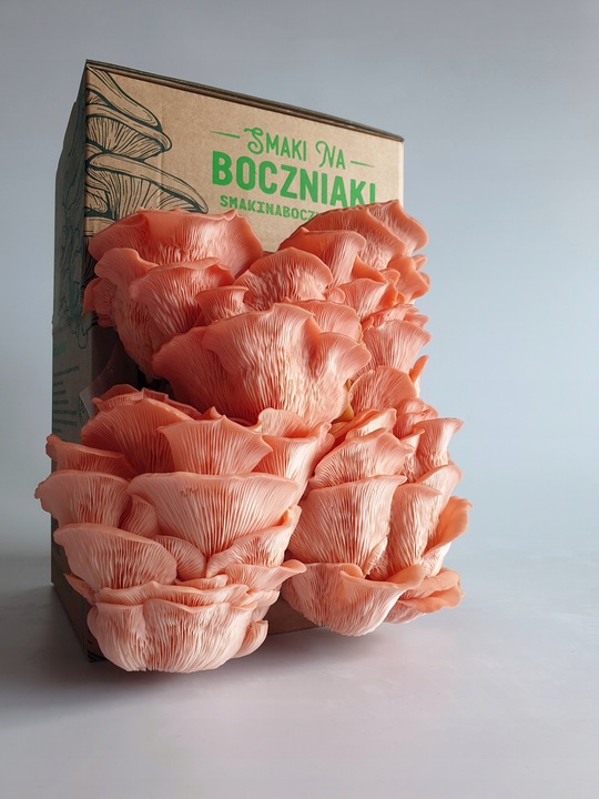 Grzybnia do uprawy domowej boczniak różowy