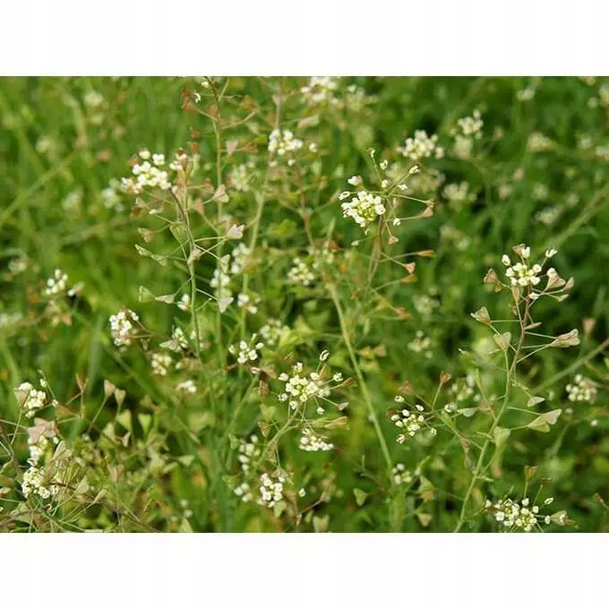 Roundup 360 SL Plus 5l glifosat, herbicyd, perz