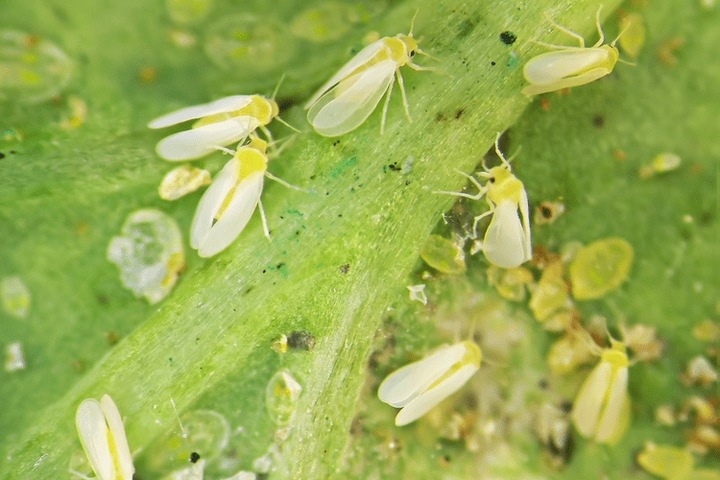 2x Spray na mszyce i szkodniki naturalny eko COMPO BIO 750ml + wampirki