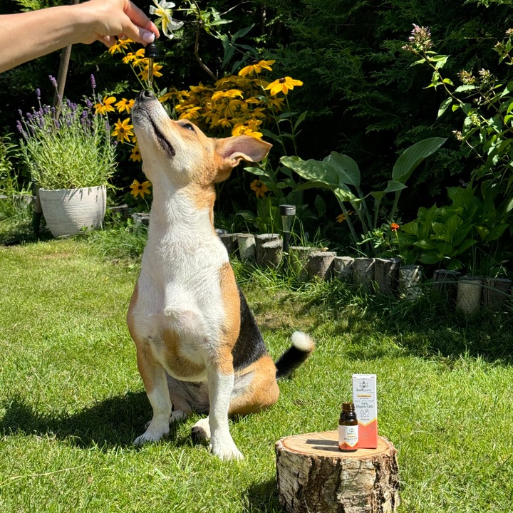 OLEJEK KONOPNY CBD 10% | FULL SPECTRUM | DLA ZWIERZĄT| ŁOSOŚ | DLA PSA KOTA