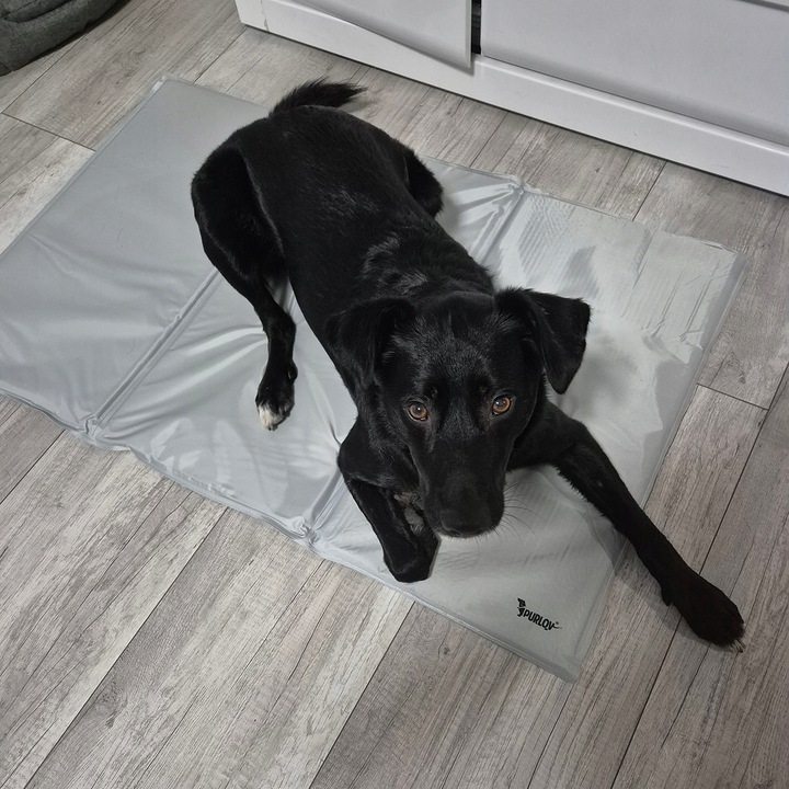 Mata Chłodząca dla Psa Kota Zwierząt Żelowa Składana XXL Legowisko 110x70cm