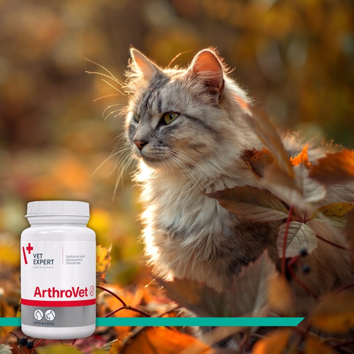 Preparat dla psów i kotów na stawy Vet Expert Arthrovet 60 tabletek
