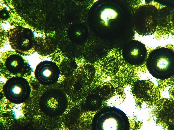 Sok z Młodego Jęczmienia BIO Proszek Ekologiczny Witaminy 250g NatVita