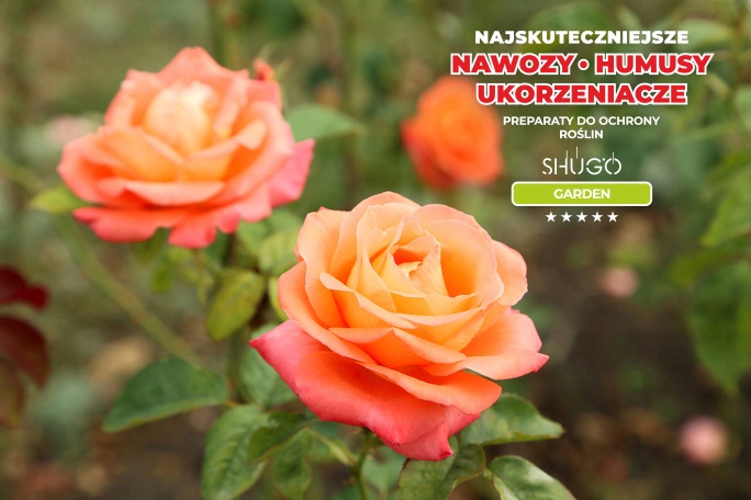 Nawóz do Róż 5 kg SHUGO