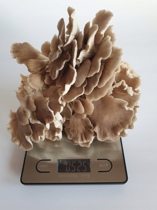 Grzybnia do uprawy domowej boczniak łyżkowaty