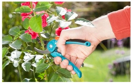 Sekator nożyce ogrodowy GARDENA Classic B/S-M