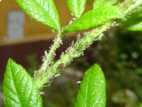 Deltam Ogród 100ml dawniej Decis owadobójczy