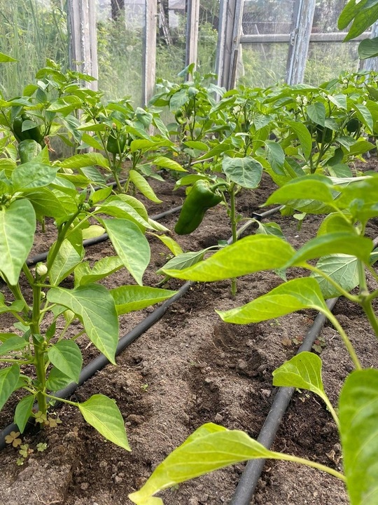 LINIA KROPLUJĄCA NAWADNIANIE KROPELKOWE 400m WĄŻ KROPELKUJĄCY BARDZO MOCNY