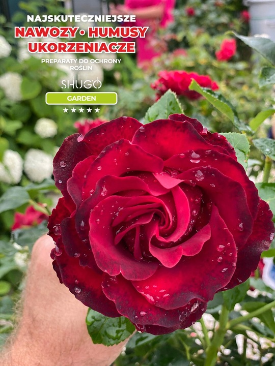 Nawóz do Róż 5 kg SHUGO