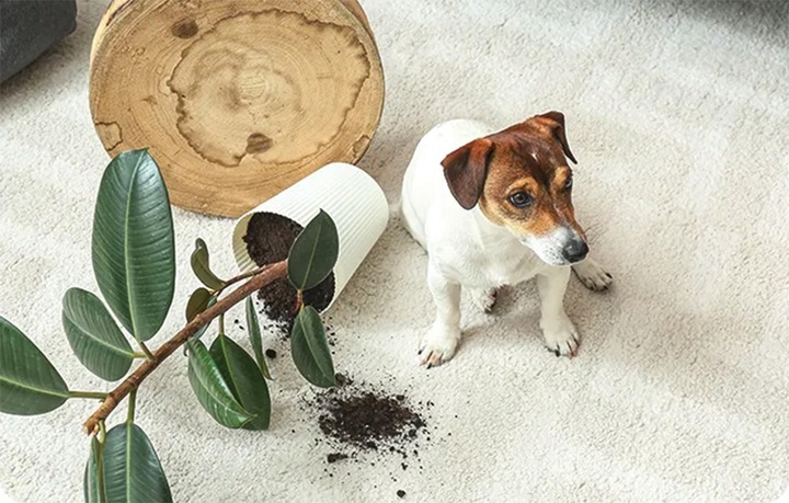 IMOU OBROTOWA KAMERA IP WEWNĘTRZNA WI-FI RANGER DUAL 6MP MONITORING MICROSD