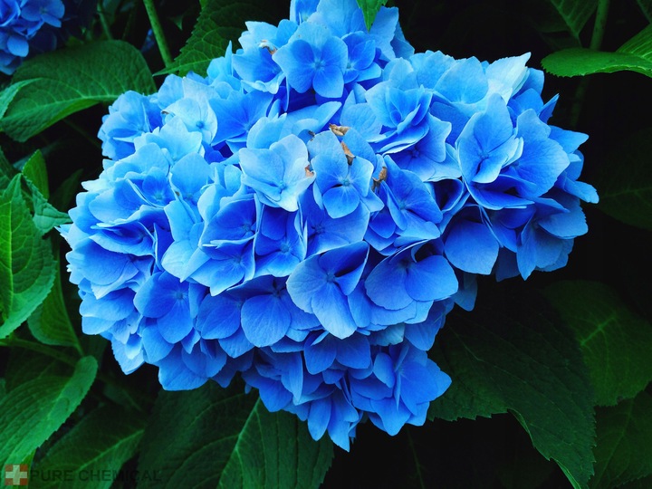 Nawóz siarka, siarczan glinu Pure Chemical proszek 3 kg