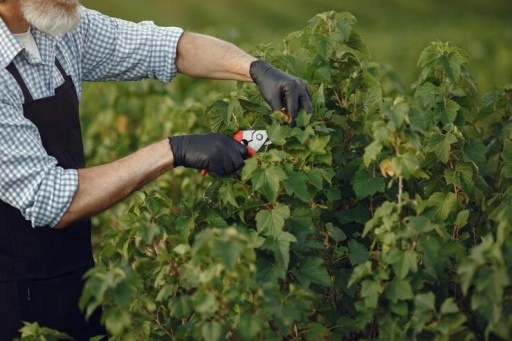 SEKATOR RĘCZNY NOŻYCE DO KRZEWÓW GAŁĘZI KWIATÓW